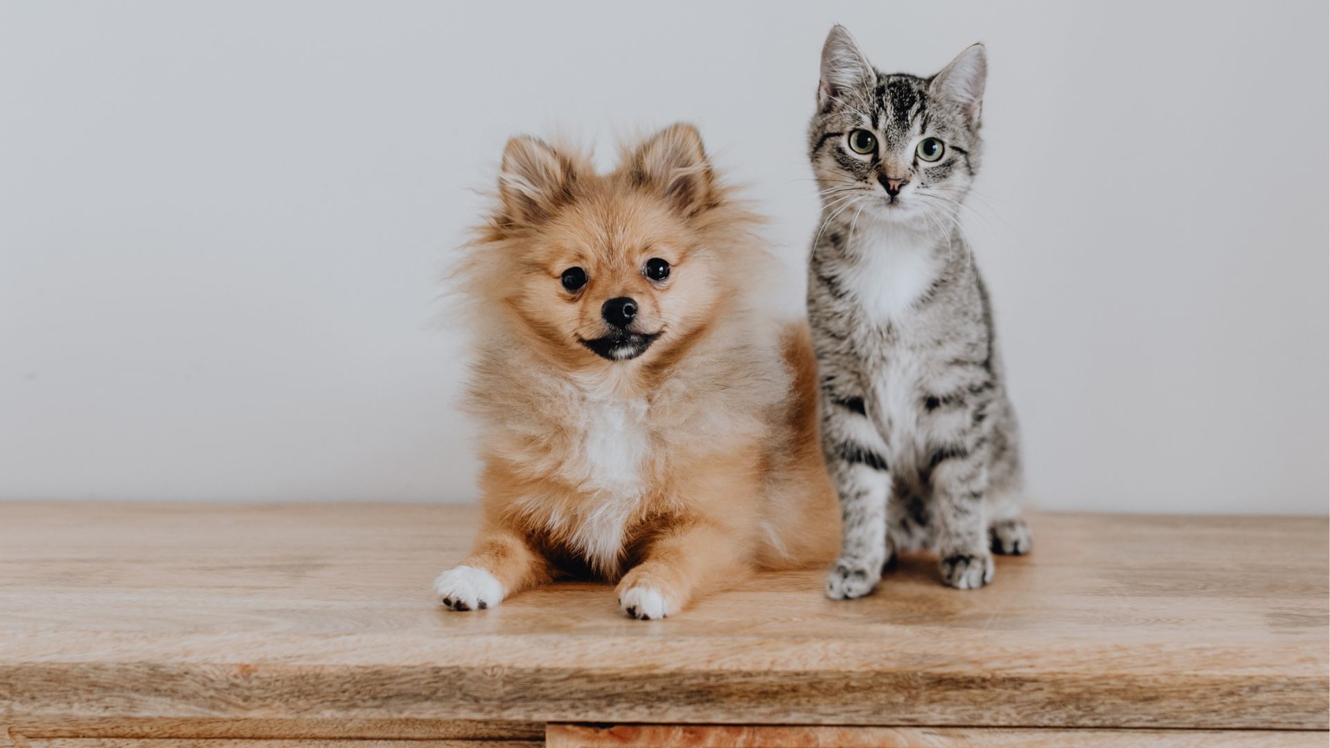 a cat and dog sitting on a table