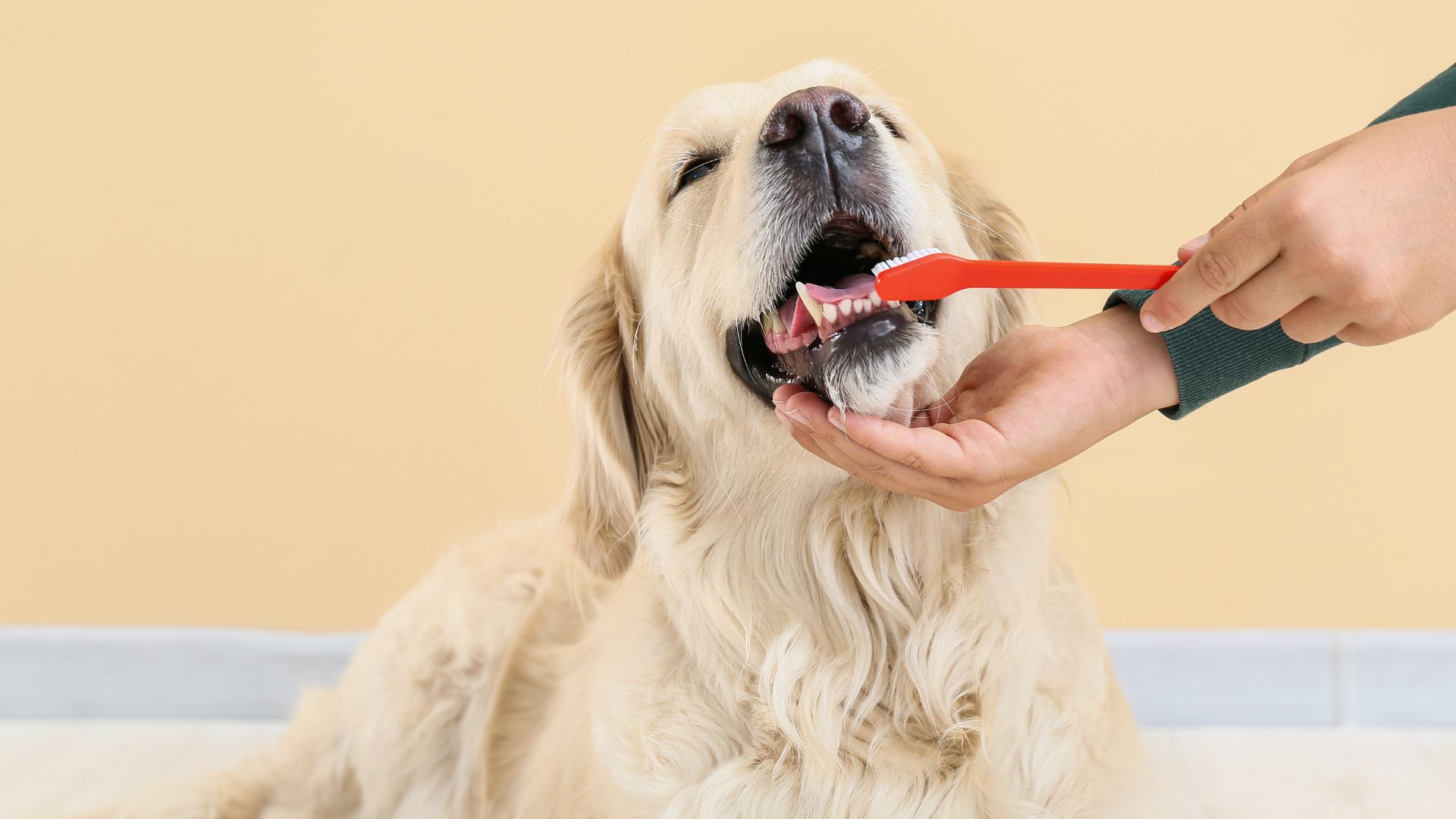 a dog with its mouth open being brushed by a hand