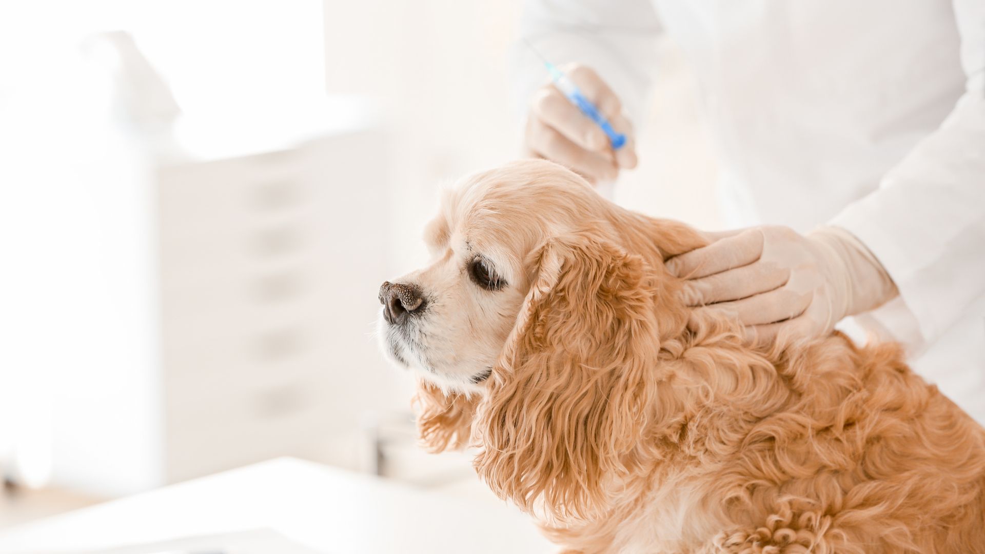 a dog being vaccinated by a person