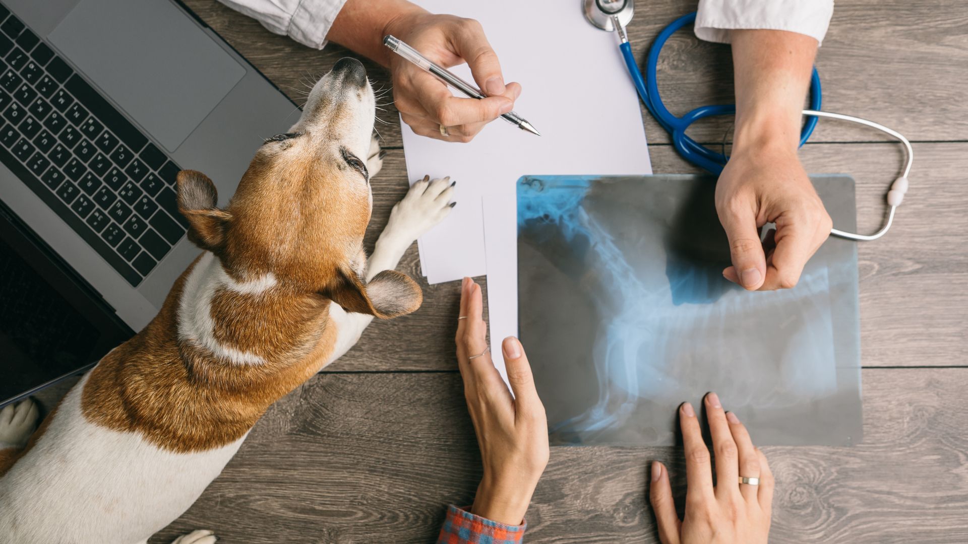 a dog looking at x-ray