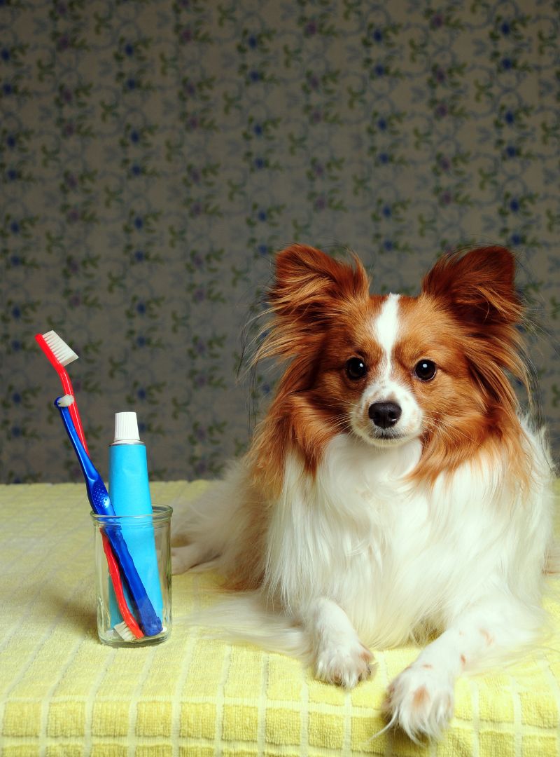 a dog lying on a table next to a toothbrush and toothpaste