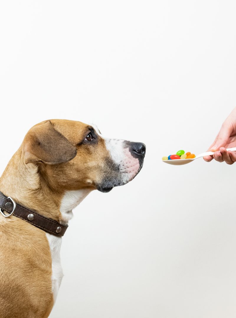 a dog looking at a spoon full of candy