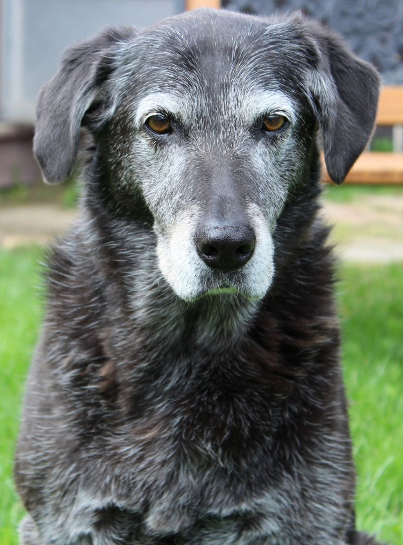 old black and grey dog